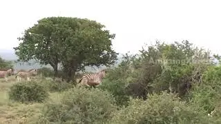 Amazing video | Unbelievable Video Zebra Chasing Cheetah
