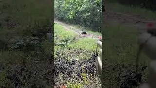 #georgiaturkeyhunting #georgiabottomlandsturkeyhunting #turkeyhunting #easternturkey #jake