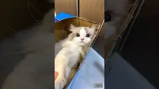 sweet kitten!  #cat #cats #catlover #kitten #cutecat #pets #catvideos #kitty #catshorts #cute #fyp
