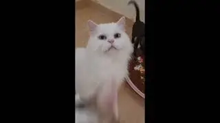 rescued cat transformation: 2021 vs 2023 Blue Blue the Dumped cat #rescuedcats #straycats