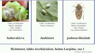 Hy&ouml;nteiset, lahko nivelk&auml;rs&auml;iset, heimo Largidae, osa 1 insect rosea americanus candelaria marki