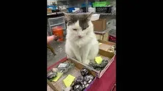 3 25 22 Daily Cat Vlog   Echo Oscar Sterling, and Shadow Being Cute Cats