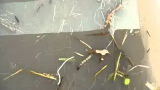 Horse fly larva swimming in salt water