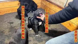 满月后的加纳利凶性侧漏，主人靠近扑着撕咬，金洋猛打都不跑