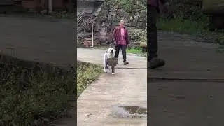 Собака, которая умеет помогать #animals #cute #dog  #животные #pets #помощь #localstarbinit #funny