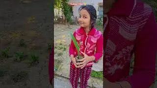 গাছটার নাম কি বলতে পারবে #garden #gardening #flowers #nursery #UpdateGardening #chadbagan