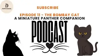 Episode 11 - The Bombay Cat A Miniature Panther Companion