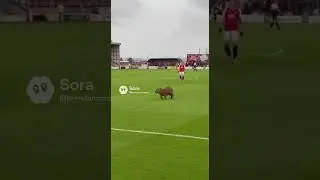 Capybara runs into the field! #capybara #capybaratiktok #fun #funny #shorts #soccer #futbol