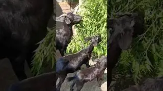 Goat Farming Farming in assamshort  video #shortsfeed #assam #subscribe #shorts #status