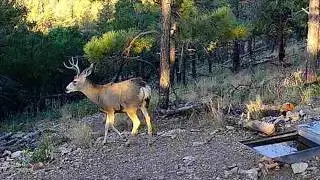 DIY New Mexico Mule Deer Hunt Public Land Unit Revealed