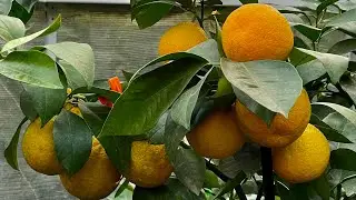 Теплица для цитрусов и экзотов в Новом 2021 году  , январь, Киевская обл