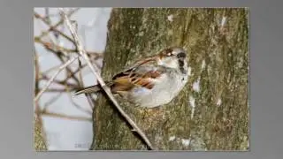 Sample Bird Photos Using The Better Beamer Flash Extender