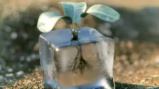 Ice plant #blender #render