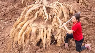 Harvest Kudzu Root (Earthen Ginseng Root) Go to the market Sell - How to boil Kudzu Root Soup