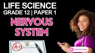 Life Science Grade 12 | Nervous System Revision CAPS &mdash; Paper 1