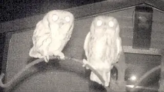 Amazing Screech Owl Mating Calls and Sounds