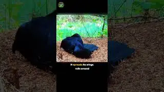Crow&rsquo;s Acid Bath with Ants! 🐦&zwj;⬛🐜🤯