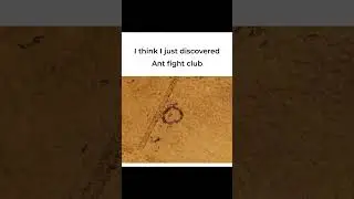 Ant Club|Crack Jokes 😁🤣