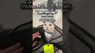 Этот кот &mdash; это все мы, когда летаем 🤭