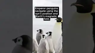Penguin GPS #animal #Antarctica #ornithology #ecology #navigation