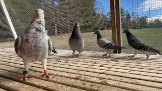 Racing pigeons, 2024 breeding season!
