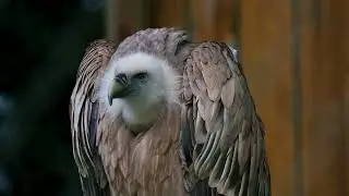 4K Griffon Vulture Stock footage | Bird Footage