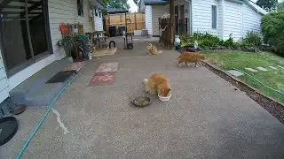 Feral cat family flashback-Watching our sweet Leo trio sprawl together in the beautiful (M3FC 2176)