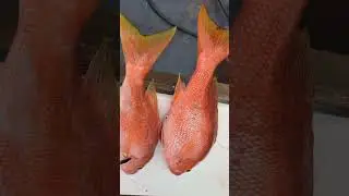 Islamorada Hump Yellow Eye Snapper deep dropping using pieces of foam.