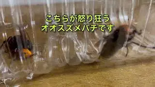 怒り狂うオオスズメバチ　Angry giant hornet.