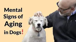 Mental Signs of Aging in Dogs ! (Canine Cognitive Dysfunction Syndrome - CCDs)