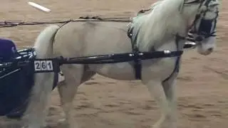 Old Dominion Miniature Horse Show, May 2017