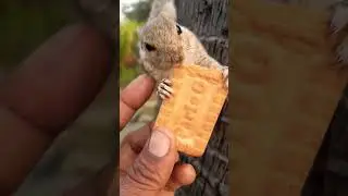 soch na sake💔💔 #song #squirrel shorts #mera chuchu #love #animals #ytshorts