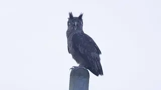 Dusky Eagle-owl Purrs as its Mate Flies By