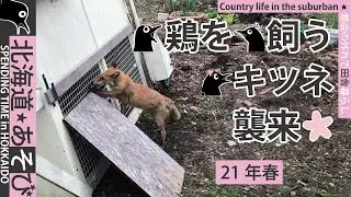 【鶏を飼う】キツネ襲来/2021春編