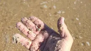 Most expensive ring. #metaldetecting #finds #gold #diamond #18K #minelab #joedigger