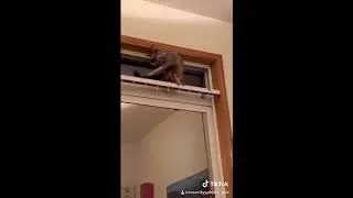 Rose City Sphynx Mochi doing a balancing act....
