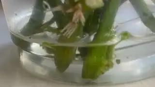 ПЕПІНО вкорінюється дууууже  швидко! Результат!!!
