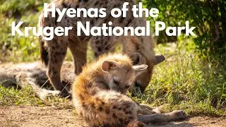 Hyenas of the Kruger National Park - Baby Hyena playing
