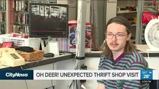 Oh deer! Thrift store shocked by deer's visit