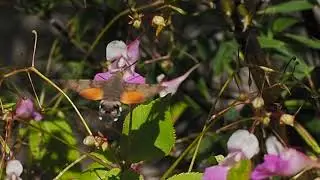papillon-colibri