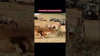 male lion show how to hunt #ytshorts #ytshort #shorts #shortsfeed #animals #wildlife
