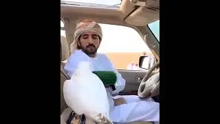 The most expensive falcon in the world is owned by Sheikh Hamdan Al Maktoum in Dubai
