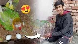 Love birds ne Andy de diye 🤩|Pets vlog |parrots