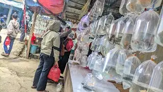 Update Lapak IKan Botia dan Thankmate !! Pasar Ikan Hias Parung