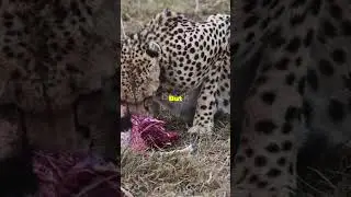 The Stealthy Hunt of the Leopard