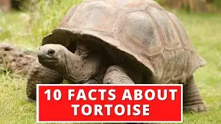 10 Interesting Facts About Tortoise