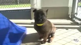 From Puppy to k9 Soldier