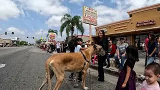 Cash 2.0 Great Dane at the Canoga Park Memorial Day Parade 2025 (2 of 5)