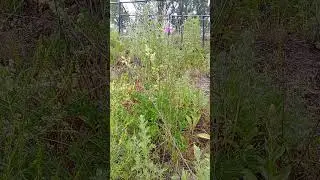 Василёк ложнопятнистый. Centaurea stoebe.  Василёк пятнистый, Василёк пьемонтский, Василёк рейнский