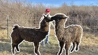 CATCHING WILD Llamas for our FARM (CRAZY DAY)